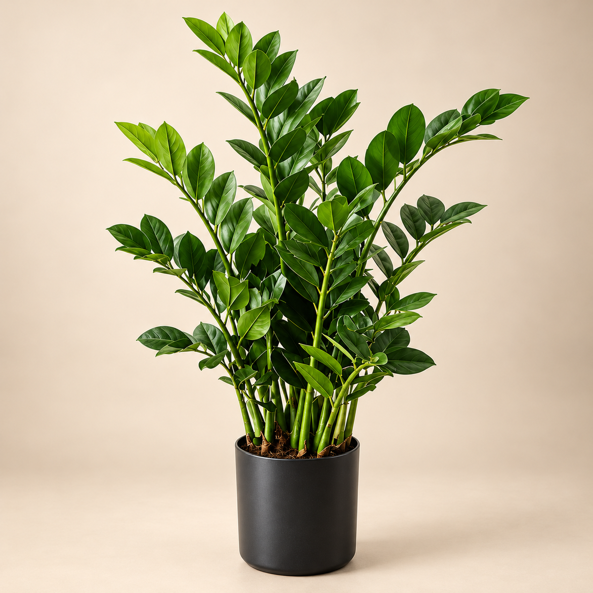 Artificial ZZ Plant