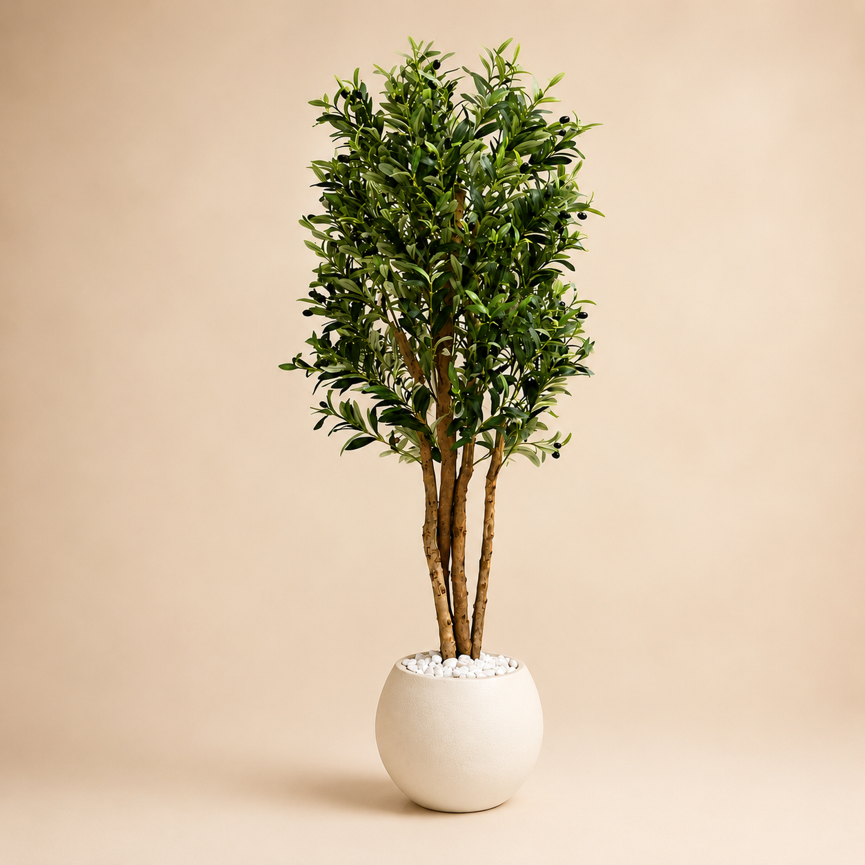 The Olive Tree that