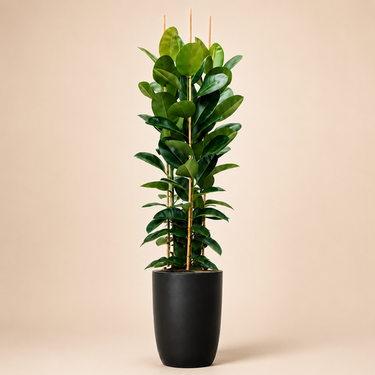 Artificial Rubber Plant