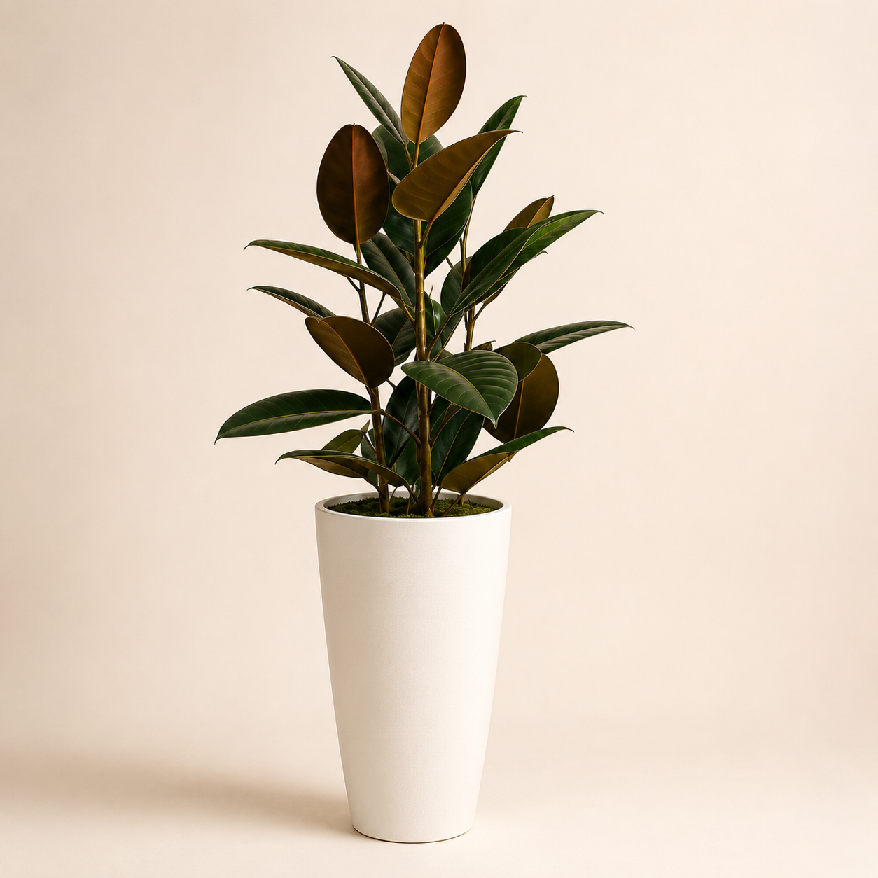 Artificial Rubber Plant