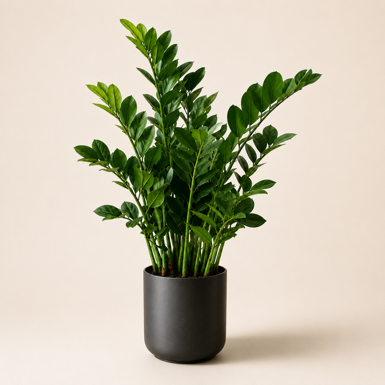 Artificial ZZ Plant