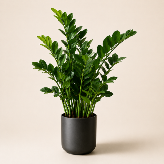 Artificial ZZ Plant