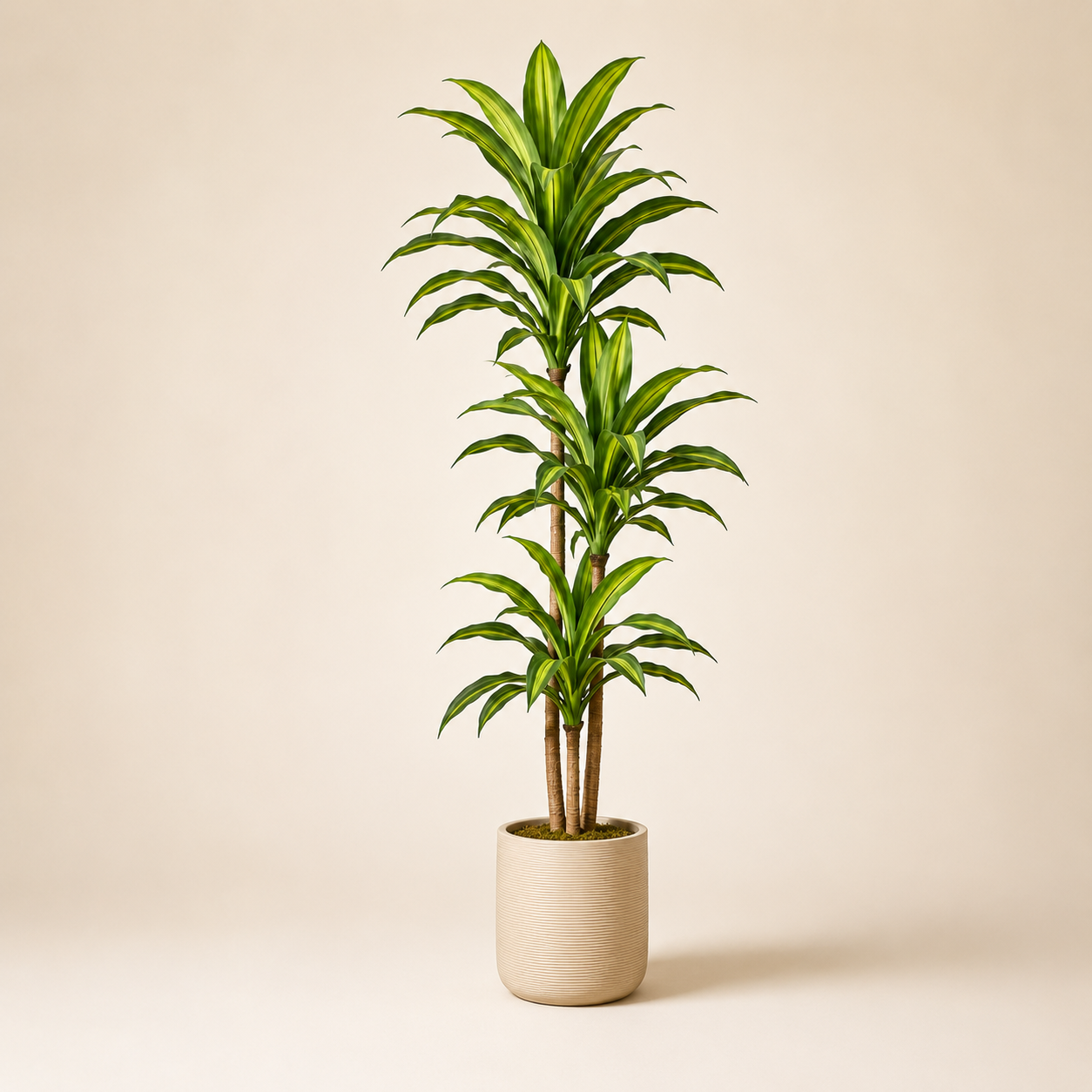Artificial Dracaena Plant