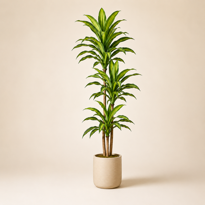 Artificial Dracaena Plant