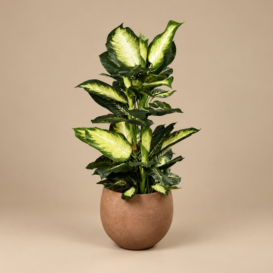 Artificial Dieffenbachia Plant - Dumb Cane Plant