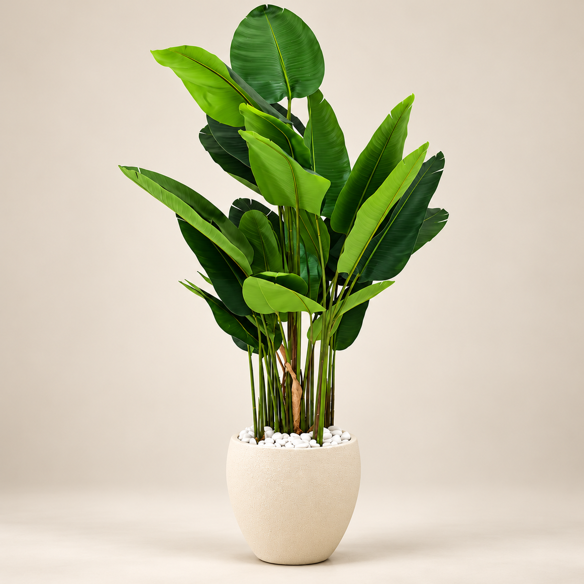 Banana Tree with Pot