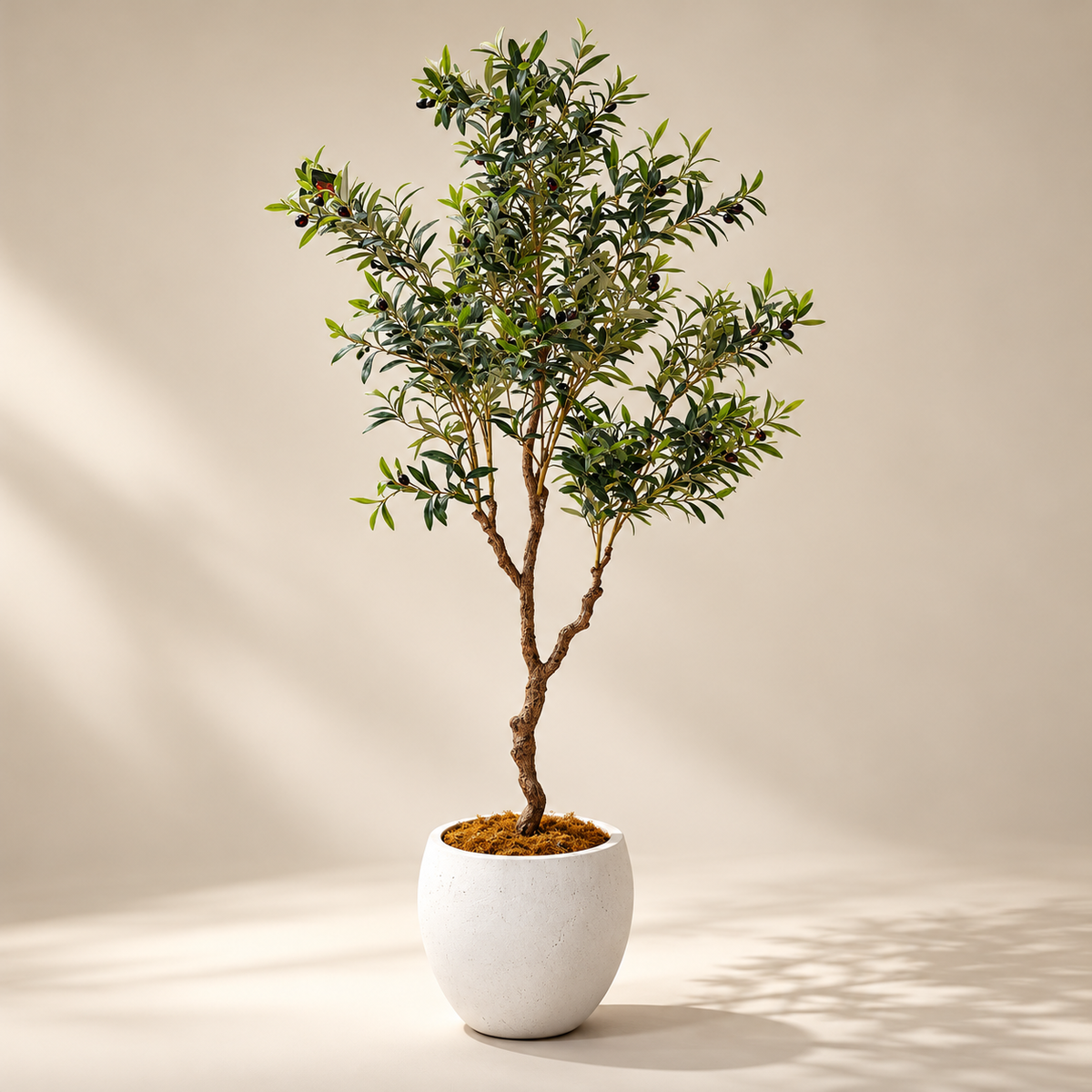 200cm Tuscan Olive Tree – Artificial Olive Tree with White Pot